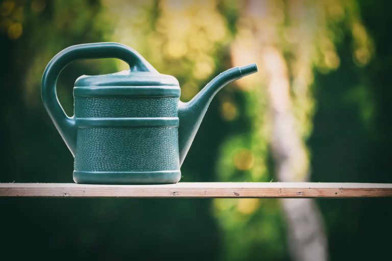 Como regar las plantas en vacaciones