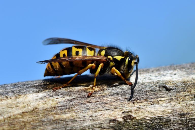 como ahuyentar avispas del jardin