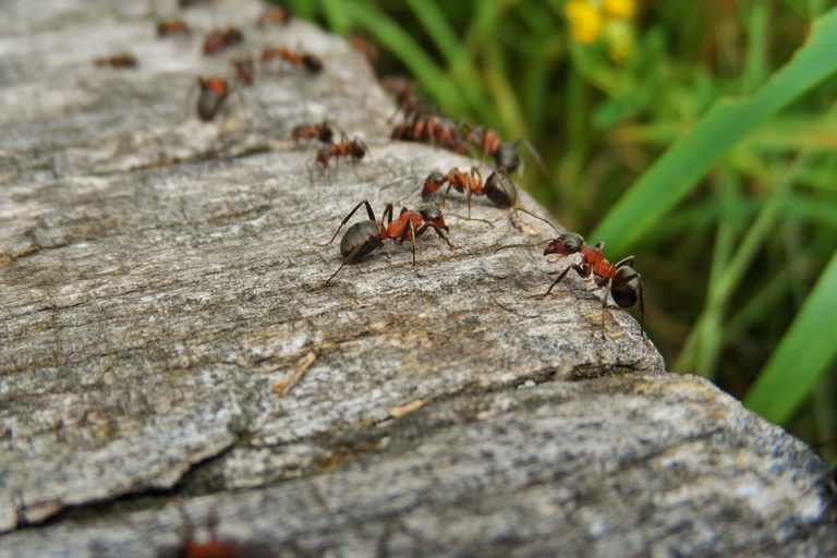 como eliminar hormigas jardin