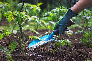 Lee más sobre el artículo ¿Qué es un fertilizante?
